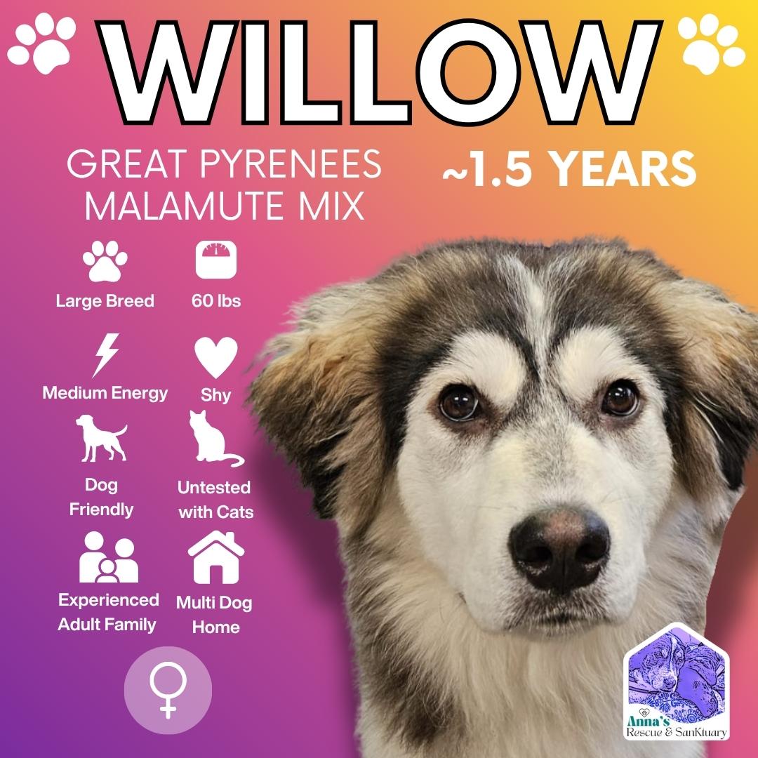 Willow, adopted, Young Female Great Pyrenees & Alaskan Malamute.