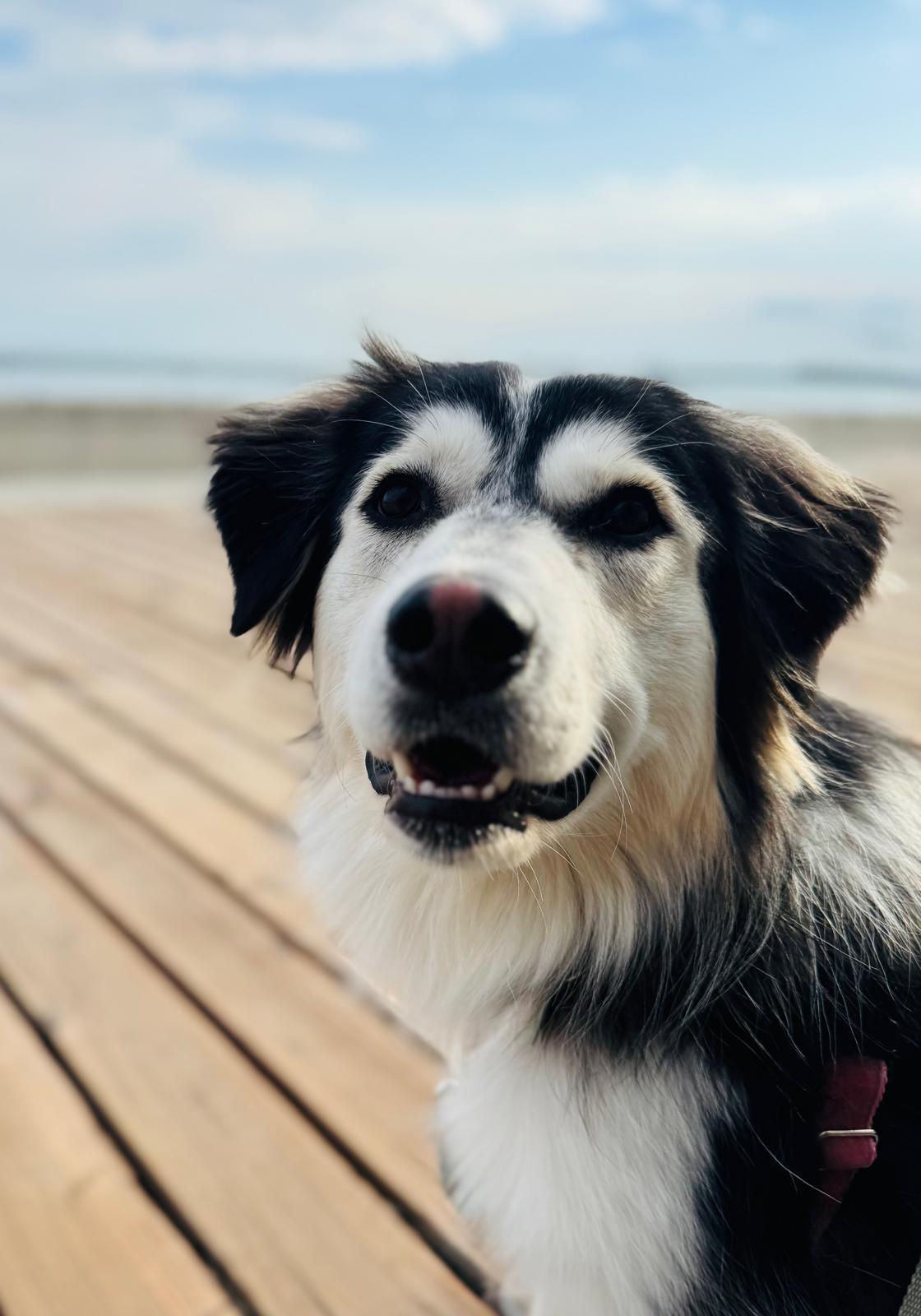 Enlarge Willow, an adopted mixed breed in Aurora, ON image 2/6