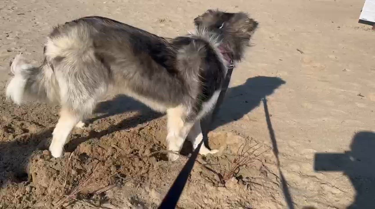 Enlarge Willow, an adopted mixed breed in Aurora, ON video 5/6