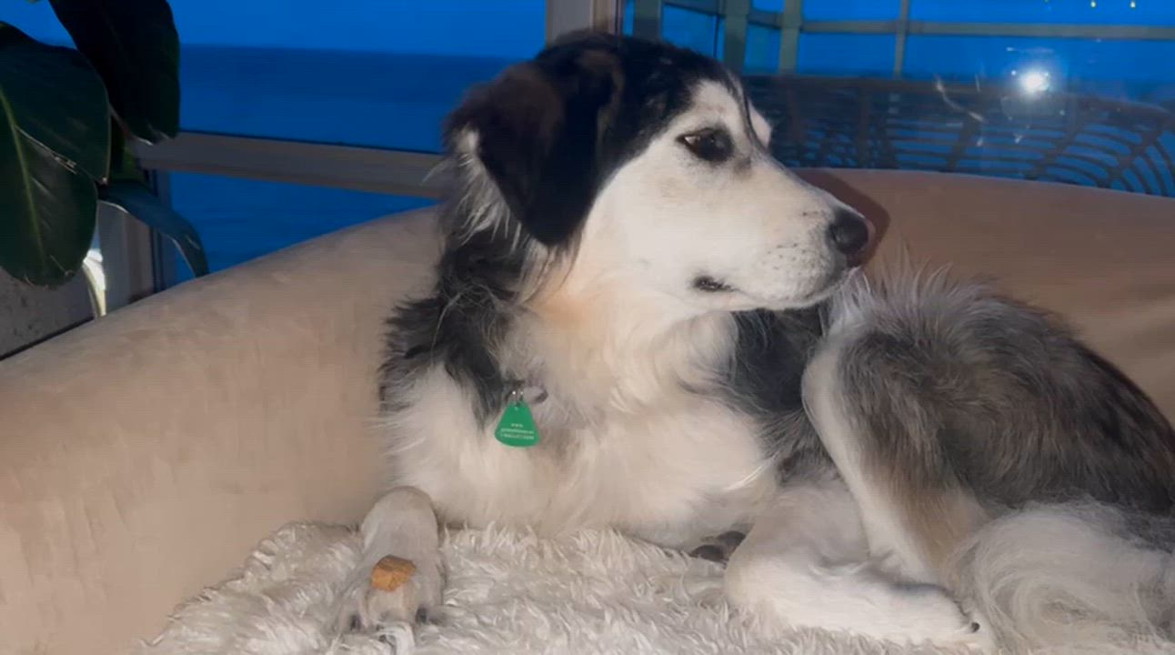 Enlarge Willow, an adopted mixed breed in Aurora, ON video 3/6