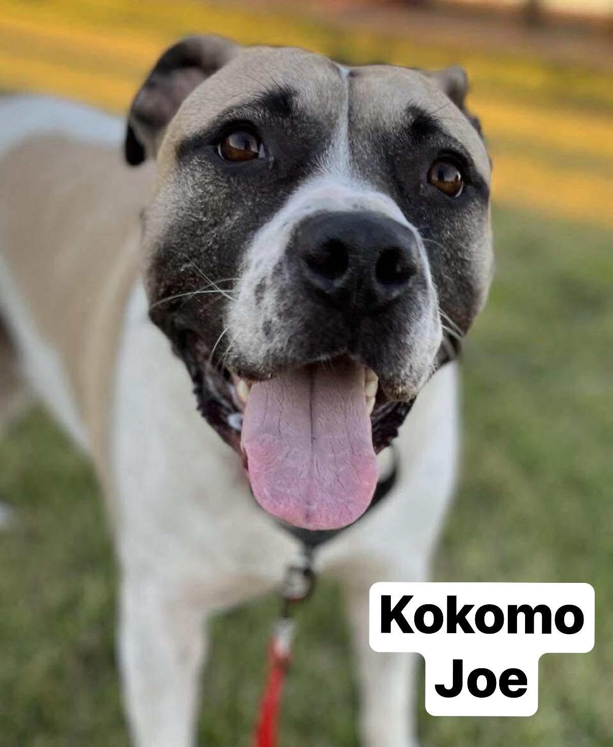 Kokomo Joe, Adoptable, Adult Male Boxer & American Bully.