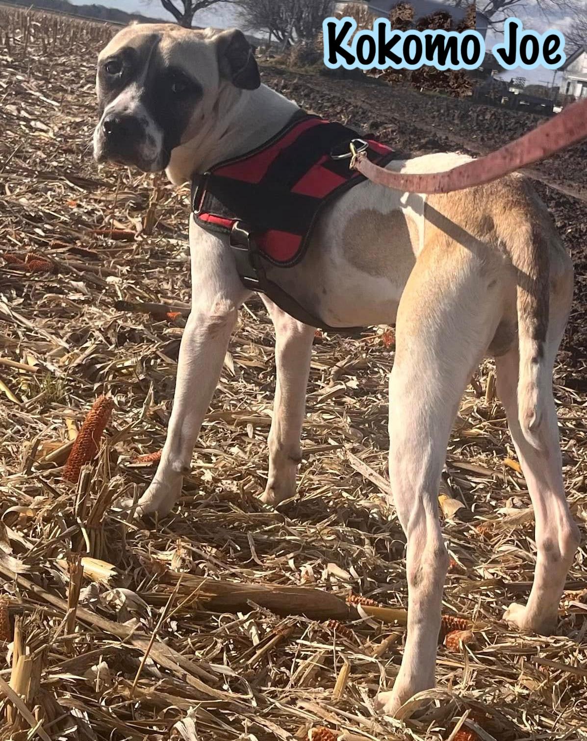 Kokomo Joe, Adult Male Boxer