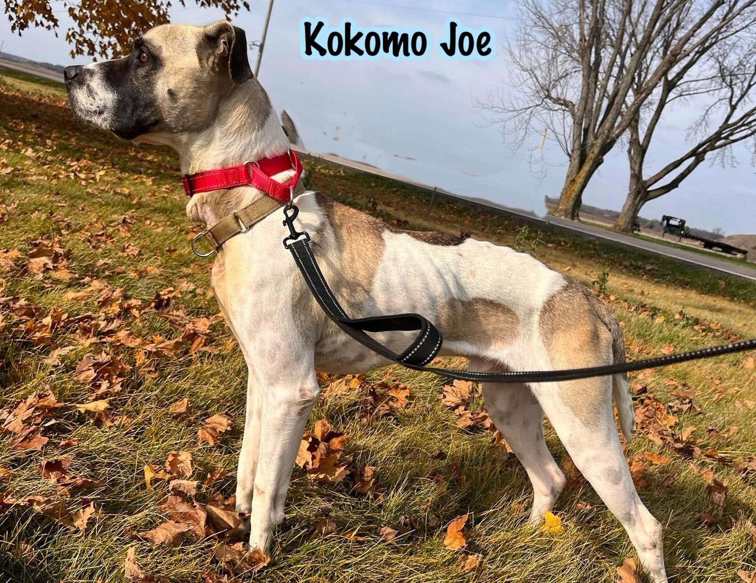 Kokomo Joe photo 3