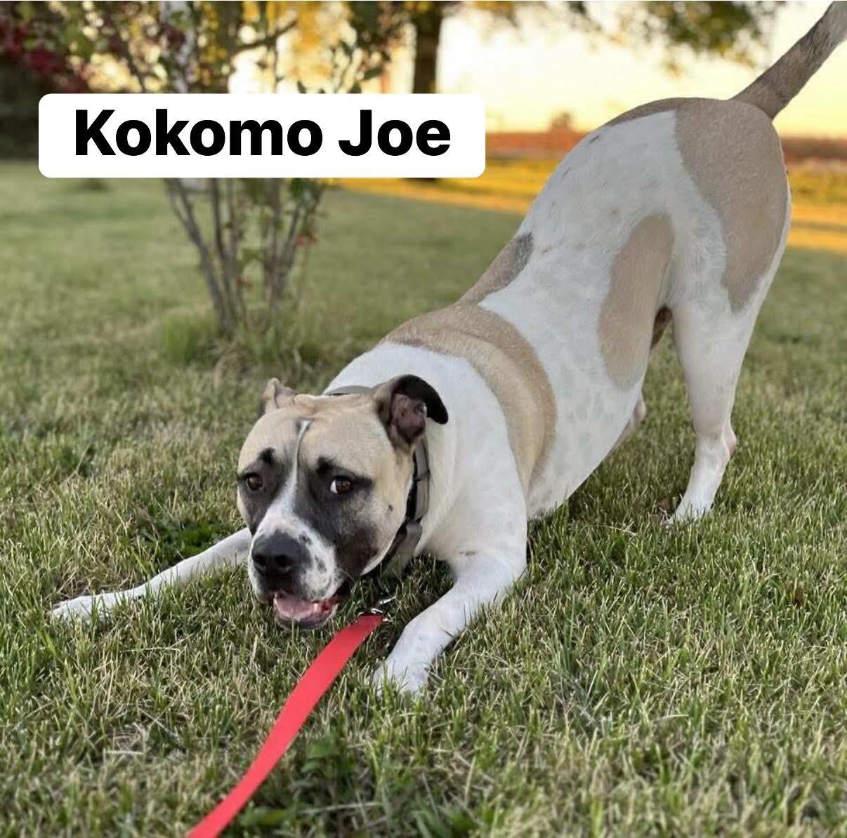 Kokomo Joe