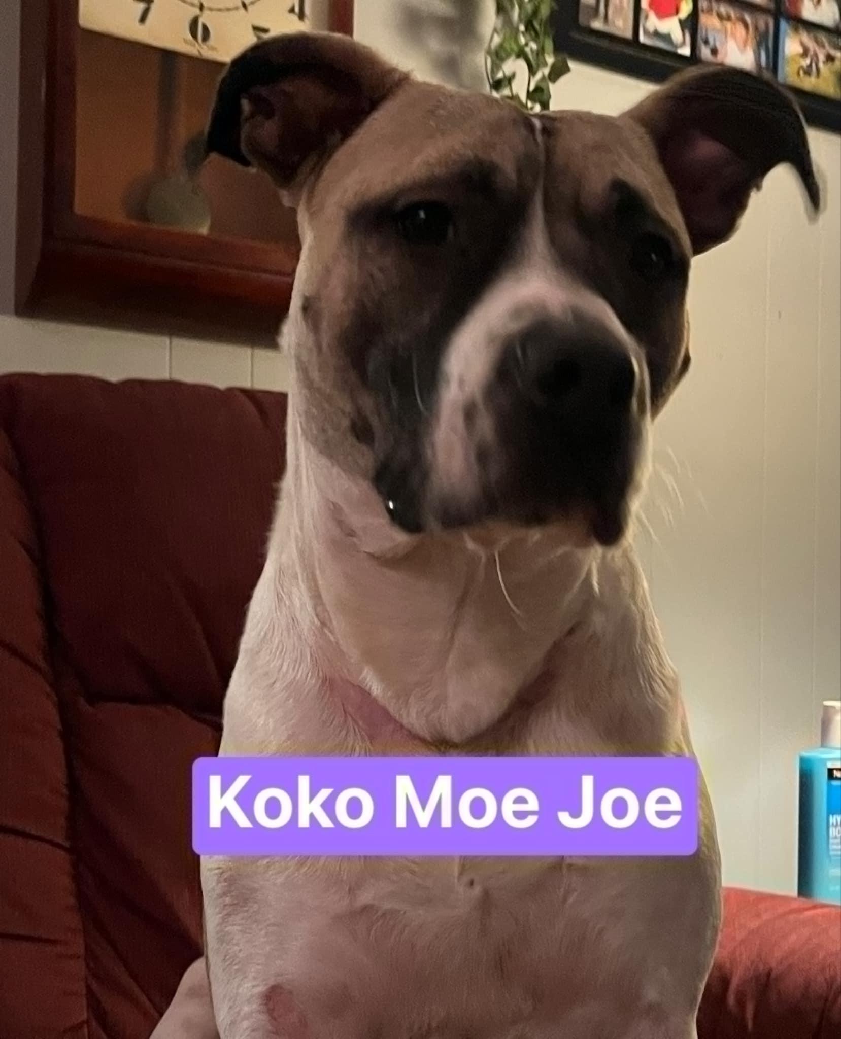 Kokomo Joe photo 2