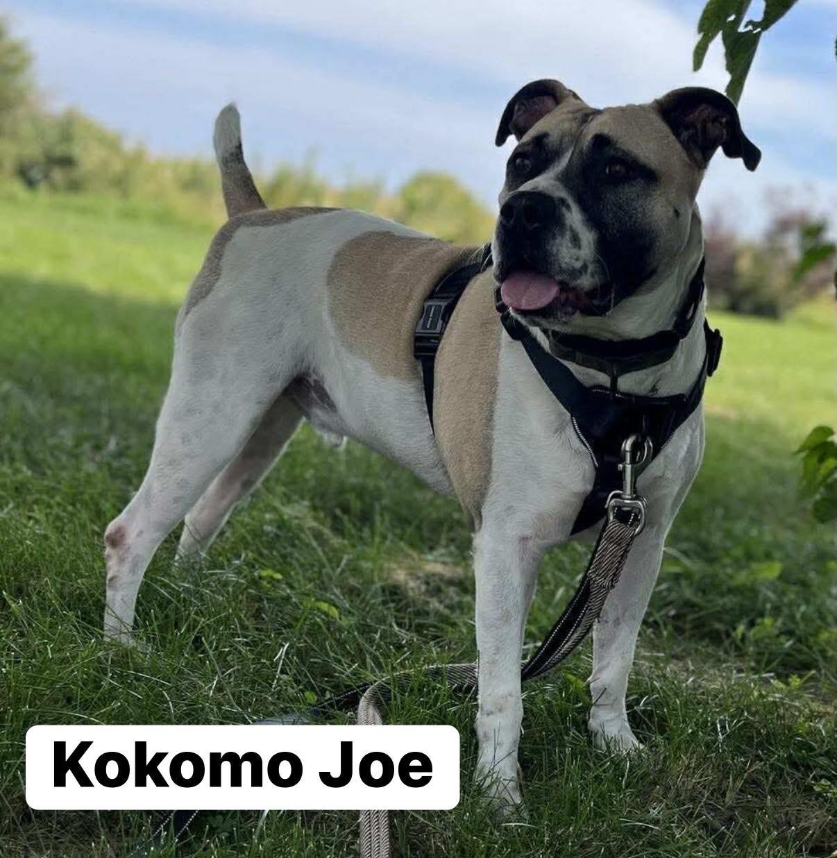 Kokomo Joe