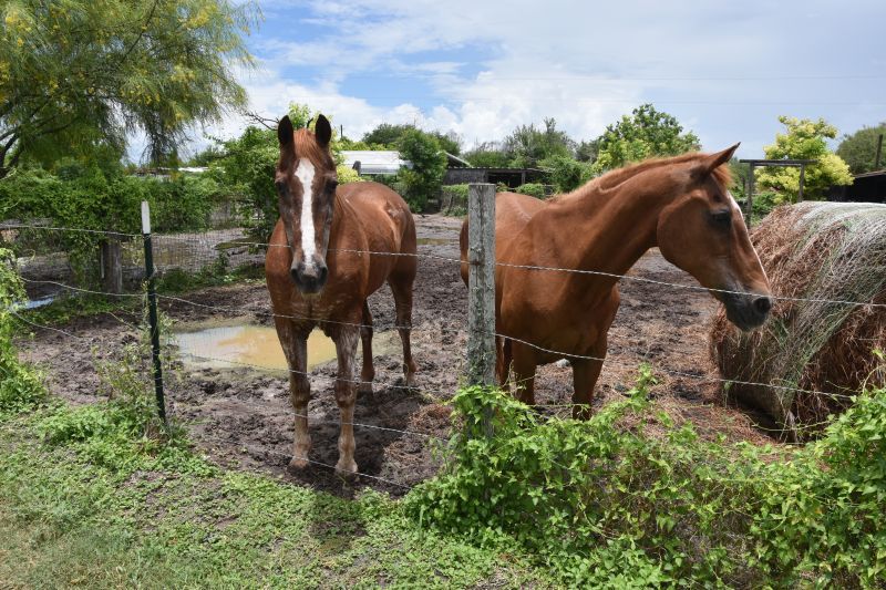 Enlarge Quarter, a Adoptable Quarterhorse in Corpus Christi, TX image 1/4