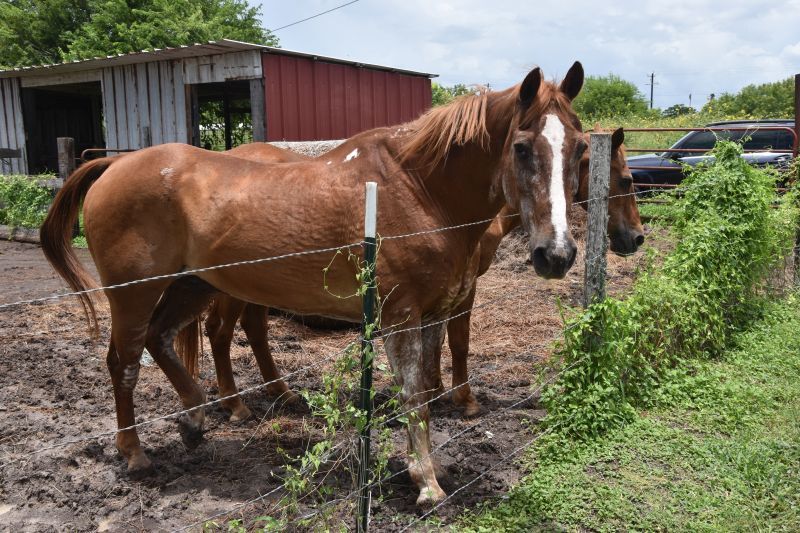 Enlarge Quarter, a Adoptable Quarterhorse in Corpus Christi, TX image 2/4