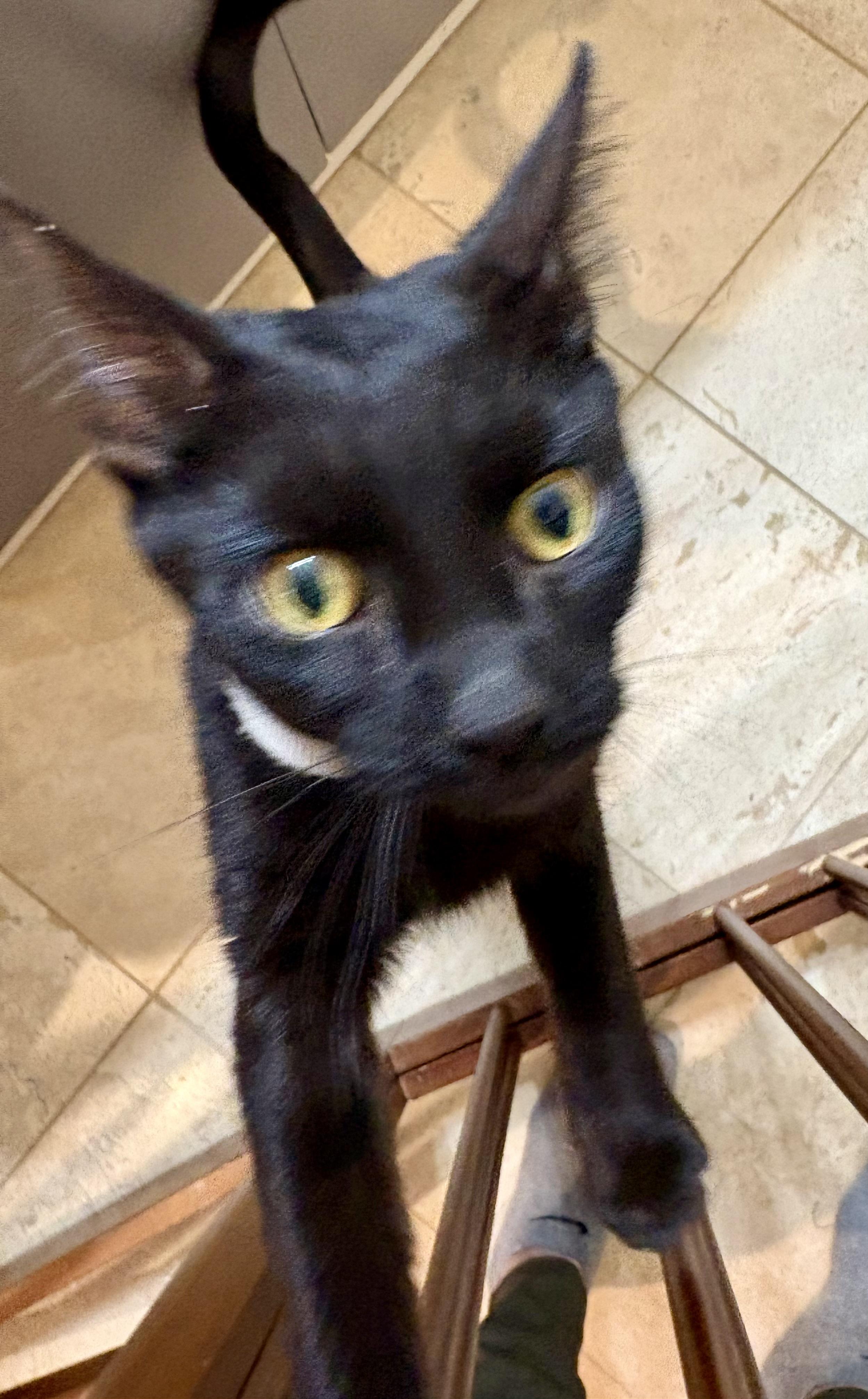 Crackle, a Adoptable mixed breed in Orland Park, IL image 3/4