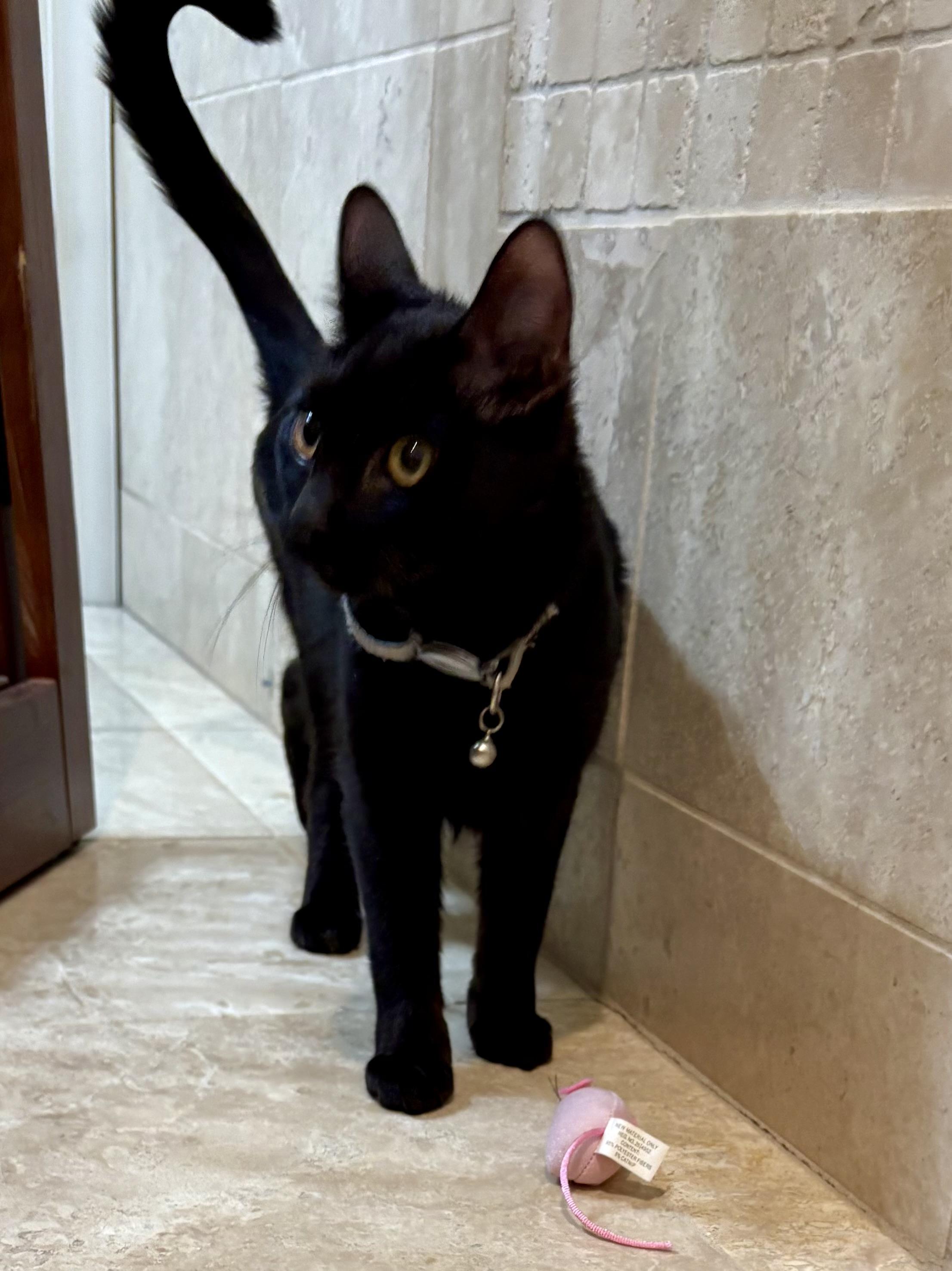 Crackle, a Adoptable mixed breed in Orland Park, IL image 2/4