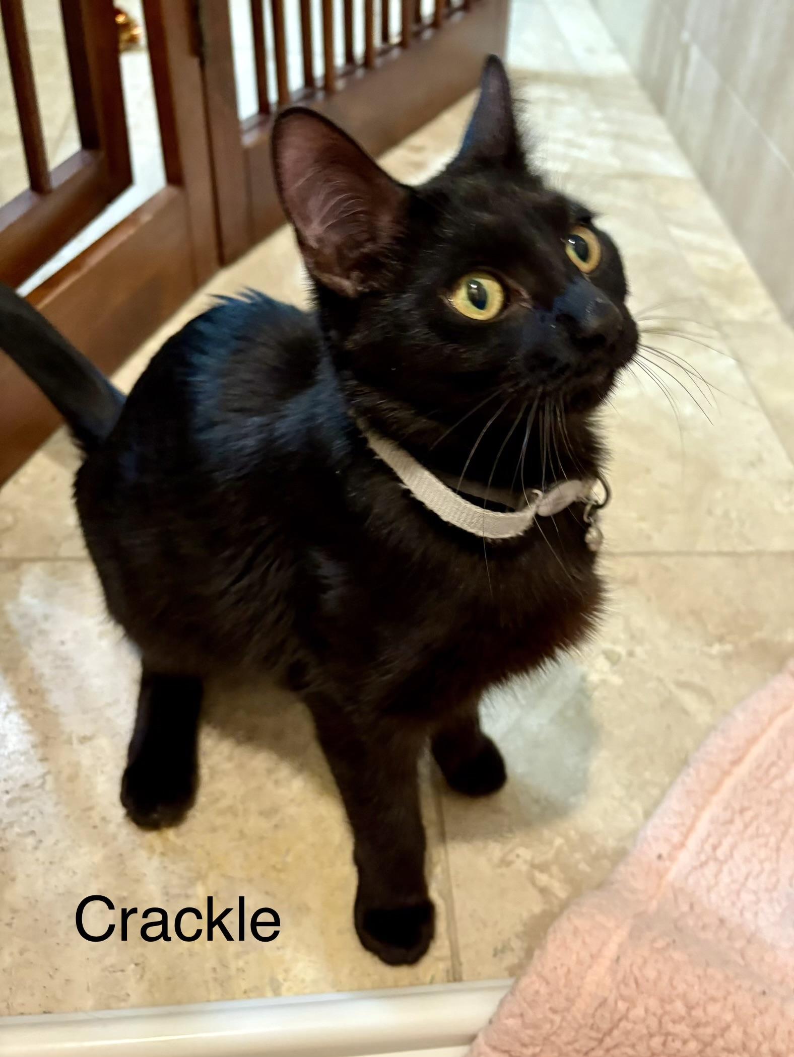Crackle, Adoptable, Kitten Female Domestic Short Hair.