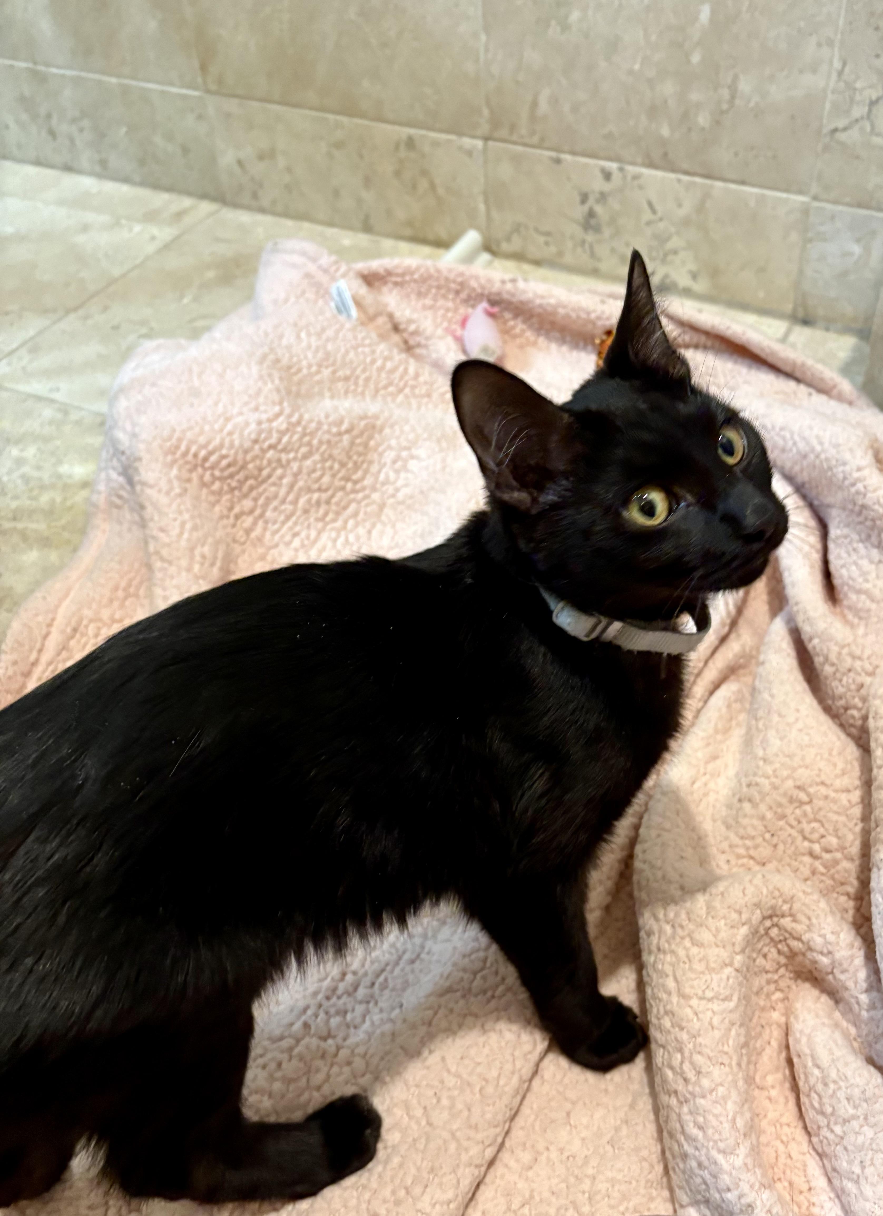 Crackle, a Adoptable mixed breed in Orland Park, IL image 4/4