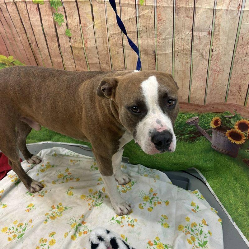 AC#3139"Waldo", an adopted American Staffordshire Terrier Mix in Conyers, GA_image-1
