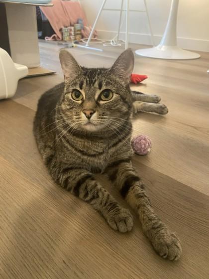 Tabitha, Adoptable, Senior Female Domestic Short Hair & Domestic Short Hair.
