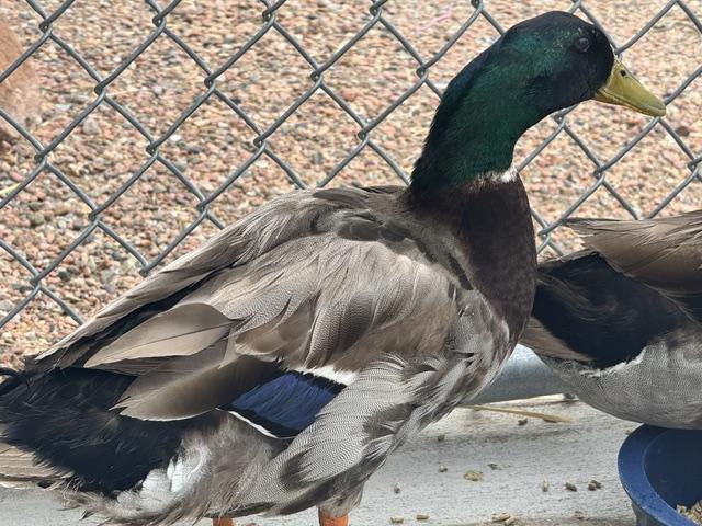 Enlarge DUCK NORRIS, a Adoptable Duck in Pueblo, CO image 1/1
