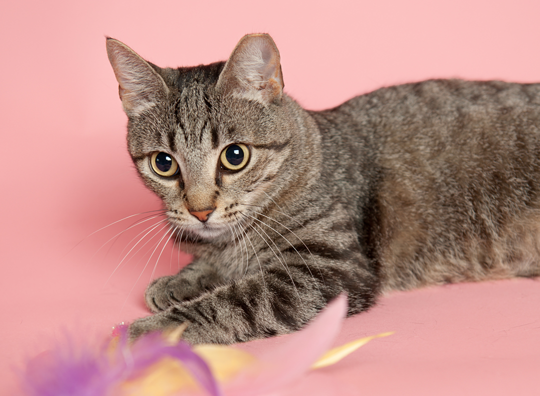 Cat for adoption Roma Bella, a Domestic Short Hair Mix in Hartford