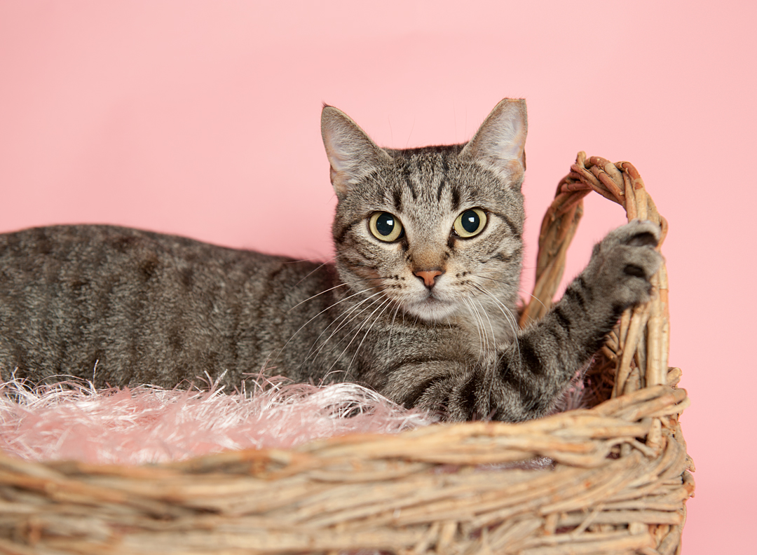Cat for adoption Roma Bella, a Domestic Short Hair Mix in Hartford