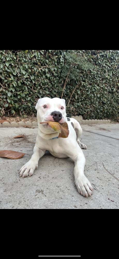 Jacob, Adoptable, Young Male Pit Bull Terrier.