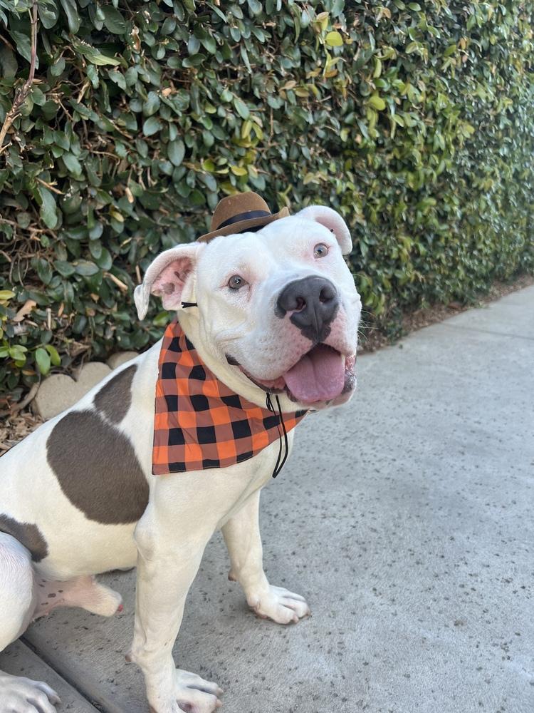 Jacob, a Adoptable Pit Bull Terrier image 2/2