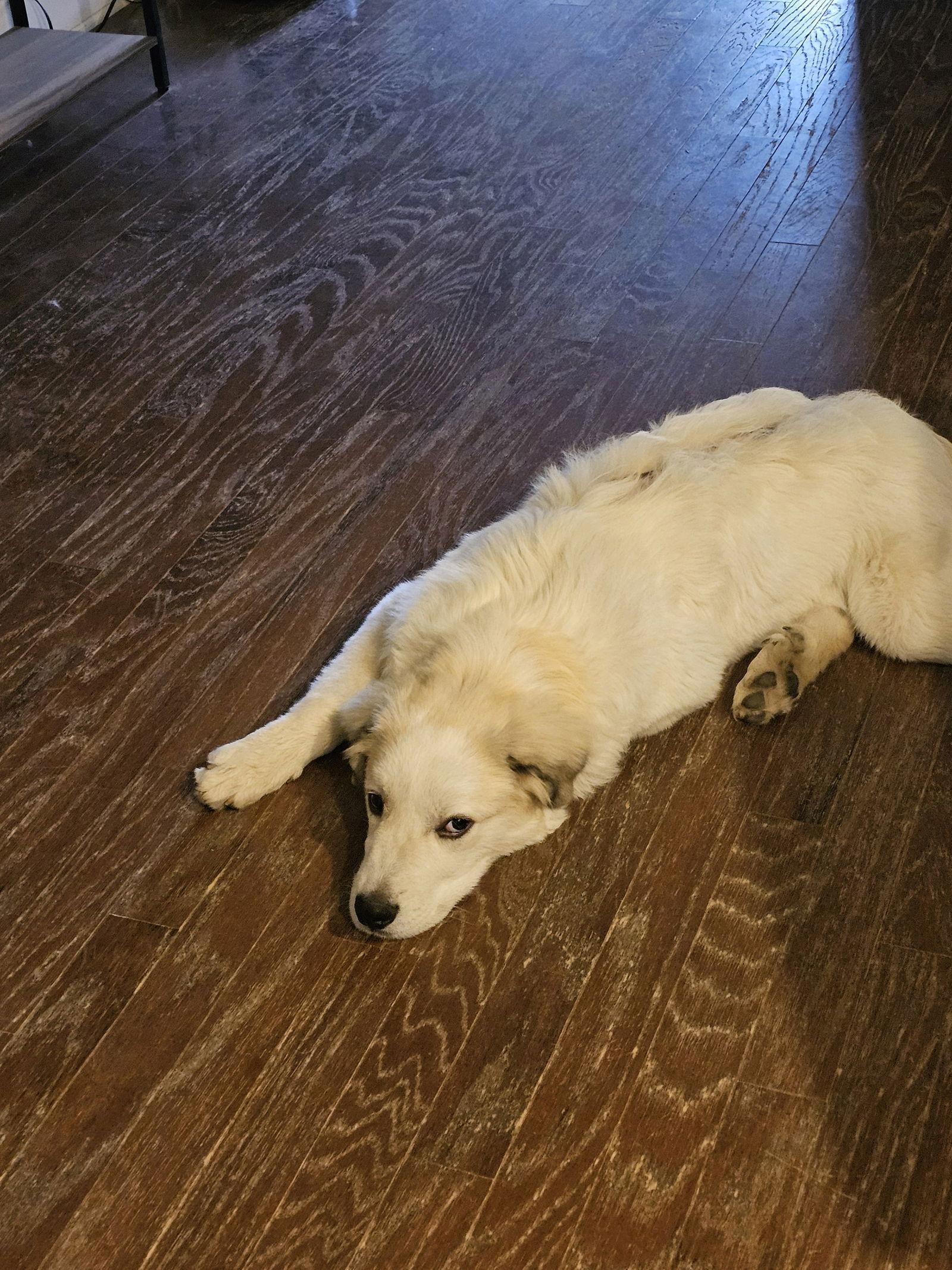 Hugo, a Adopted Great Pyrenees in Tarrytown, NY image 2/2