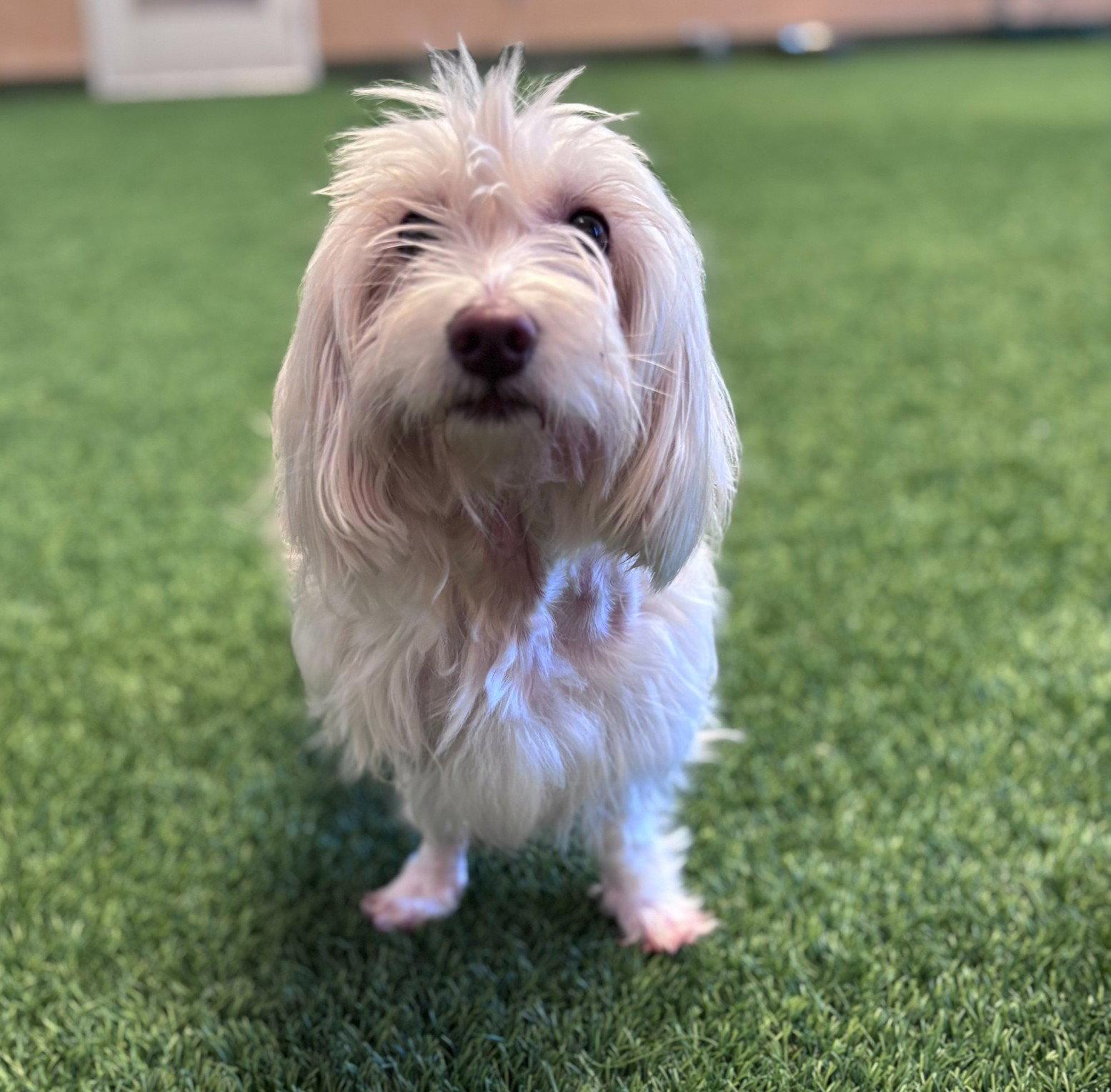 Lucy, a Adopted mixed breed in Burlingame, CA image 1/3