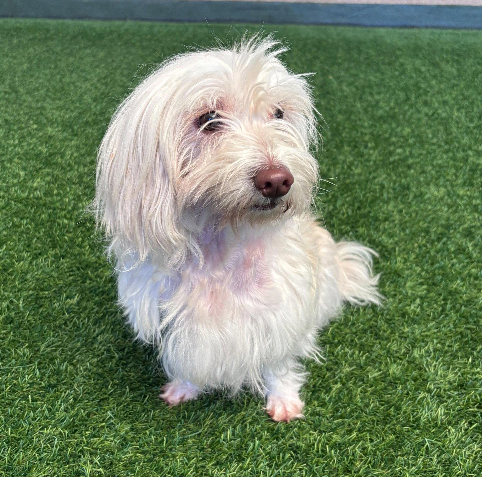 Lucy, a Adopted mixed breed in Burlingame, CA image 2/3