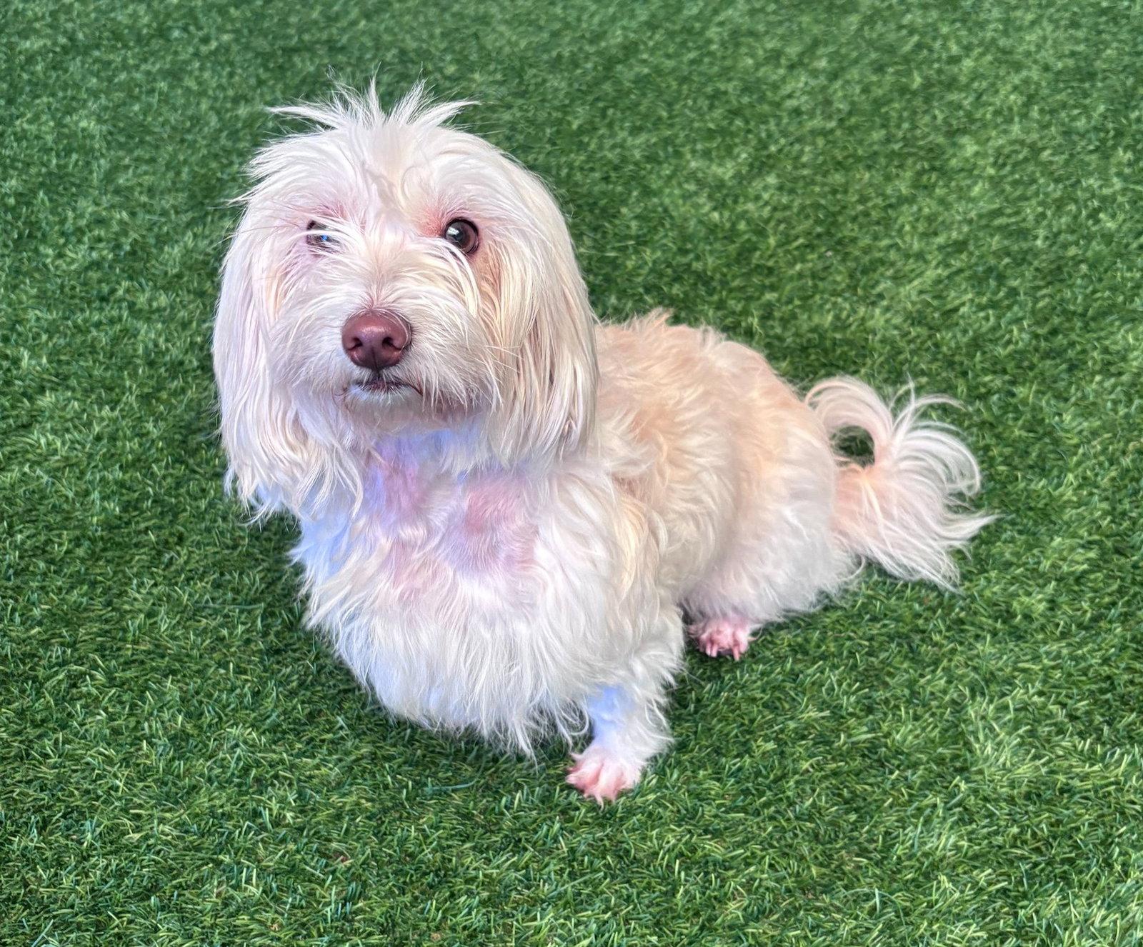 Lucy, a Adopted mixed breed in Burlingame, CA image 3/3
