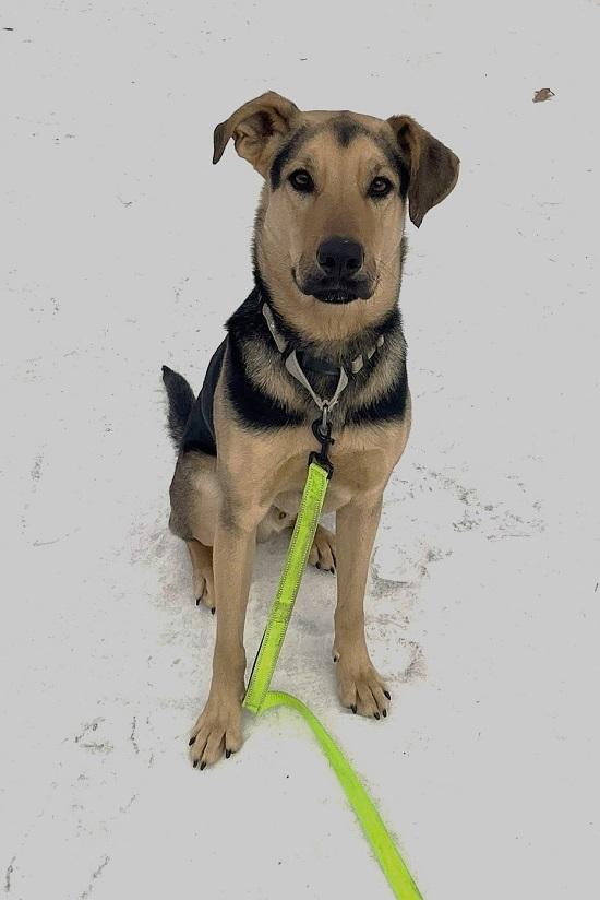 Enlarge RUSS, a ADOPTABLE mixed breed in Pegram, TN image 6/6