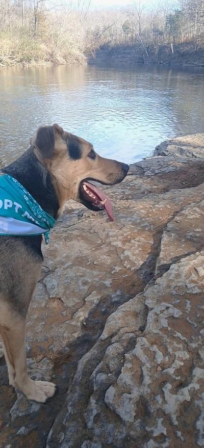 RUSS, ADOPTABLE, Adult Male German Shepherd Dog & Coonhound.