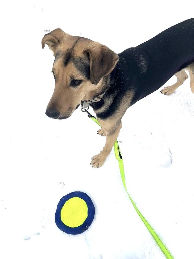 Enlarge RUSS, a ADOPTABLE mixed breed in Pegram, TN image 3/6