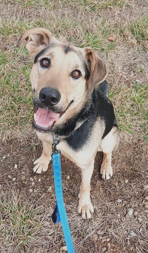 Enlarge RUSS, a ADOPTABLE mixed breed in Pegram, TN image 2/6