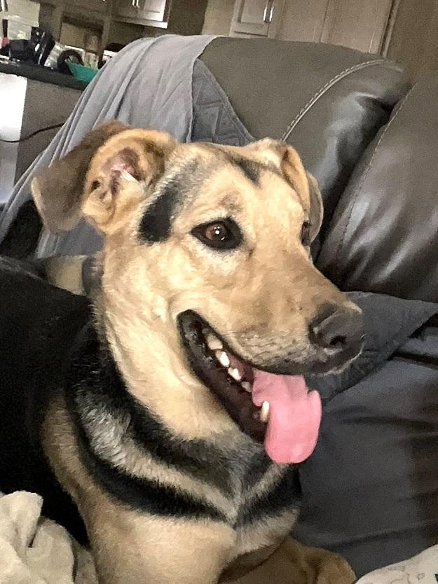 RUSS, ADOPTABLE, Adult Male German Shepherd Dog & Coonhound.