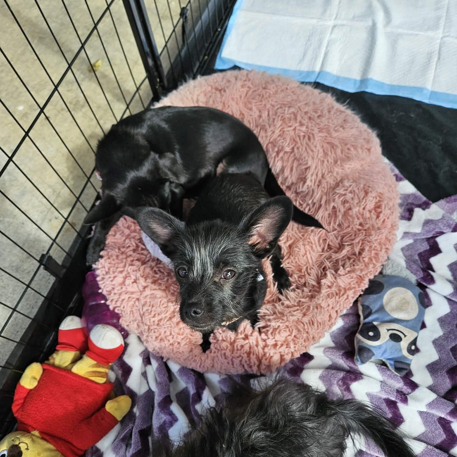 TaTa, a Adoptable mixed breed in Buford, GA image 4/5