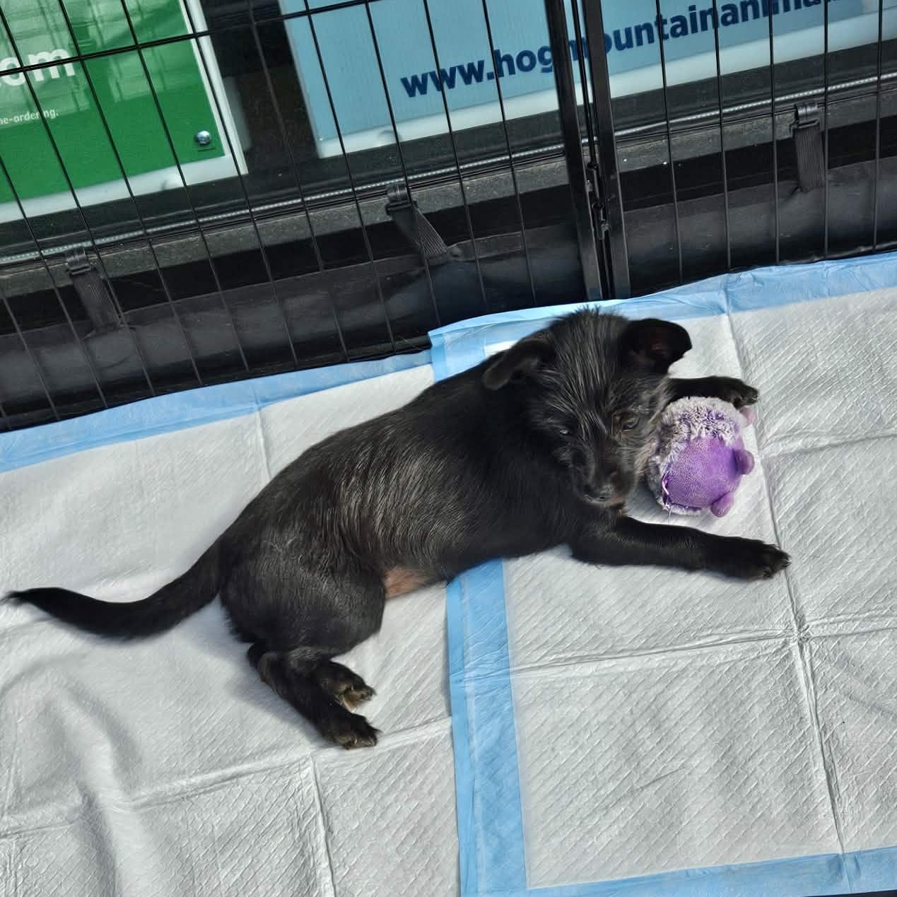 TaTa, a Adoptable mixed breed in Buford, GA image 3/5