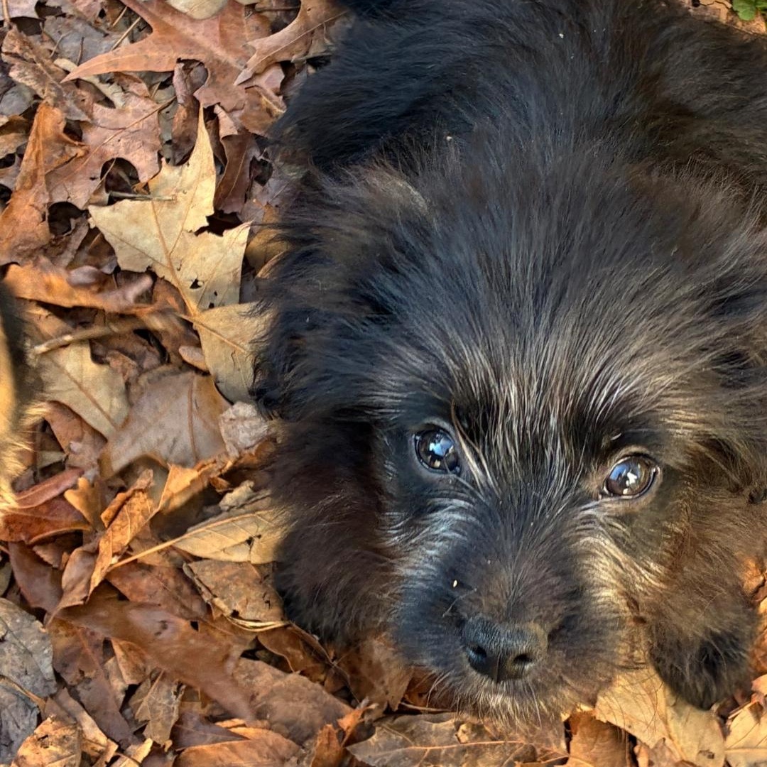 TaTa, Adoptable, Puppy Female Chihuahua & Pomeranian.