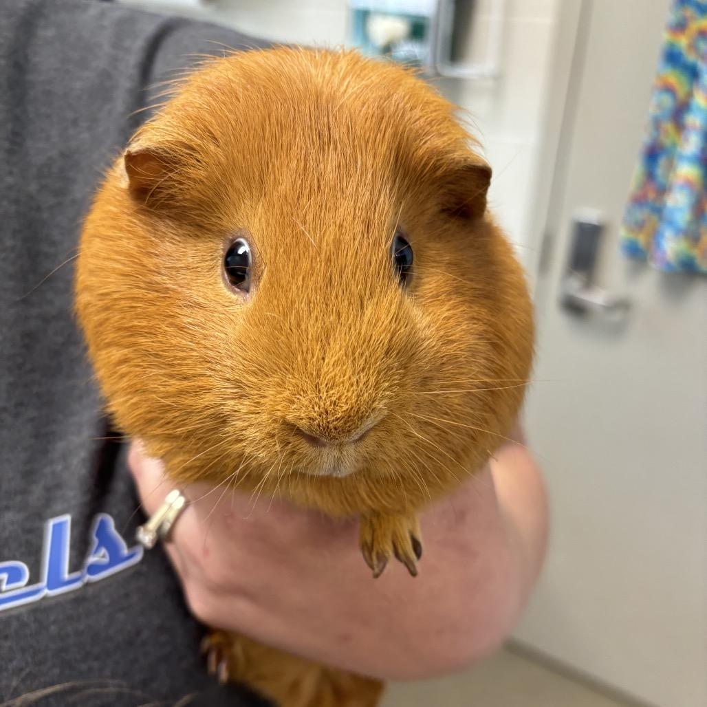 Hansel, Adoptable, Adult Male Guinea Pig.