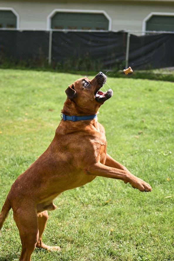 Enlarge Cedar, a Adoptable mixed breed in Orleans, VT image 4/6