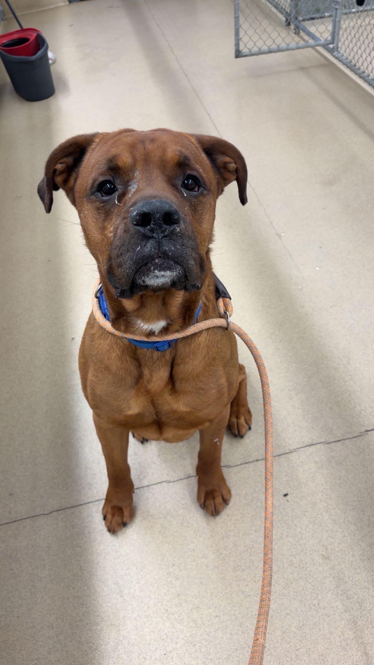 Cedar, adoptable, Adult Male Rottweiler & Labrador Retriever.