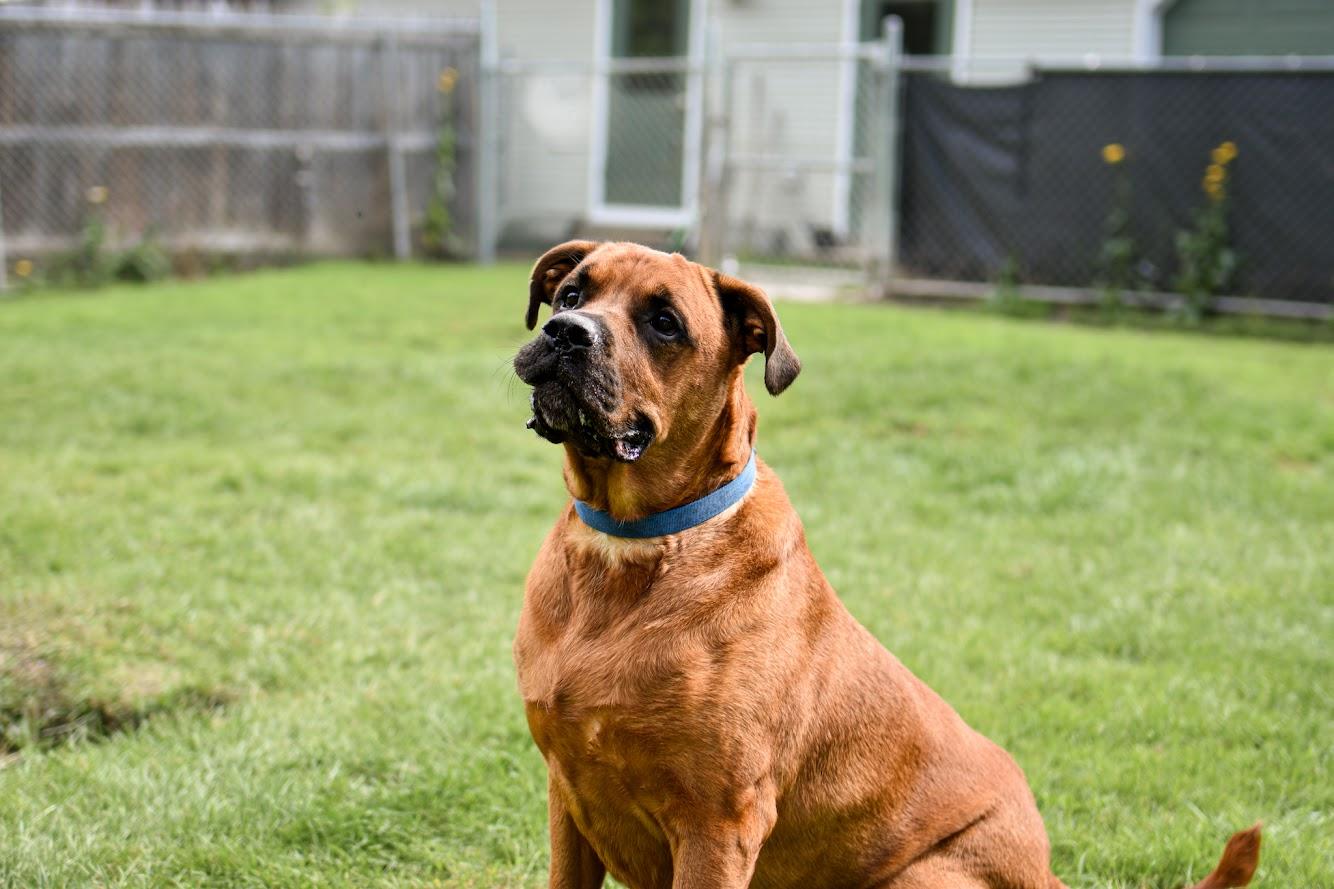 Enlarge Cedar, a Adoptable mixed breed in Orleans, VT image 3/6