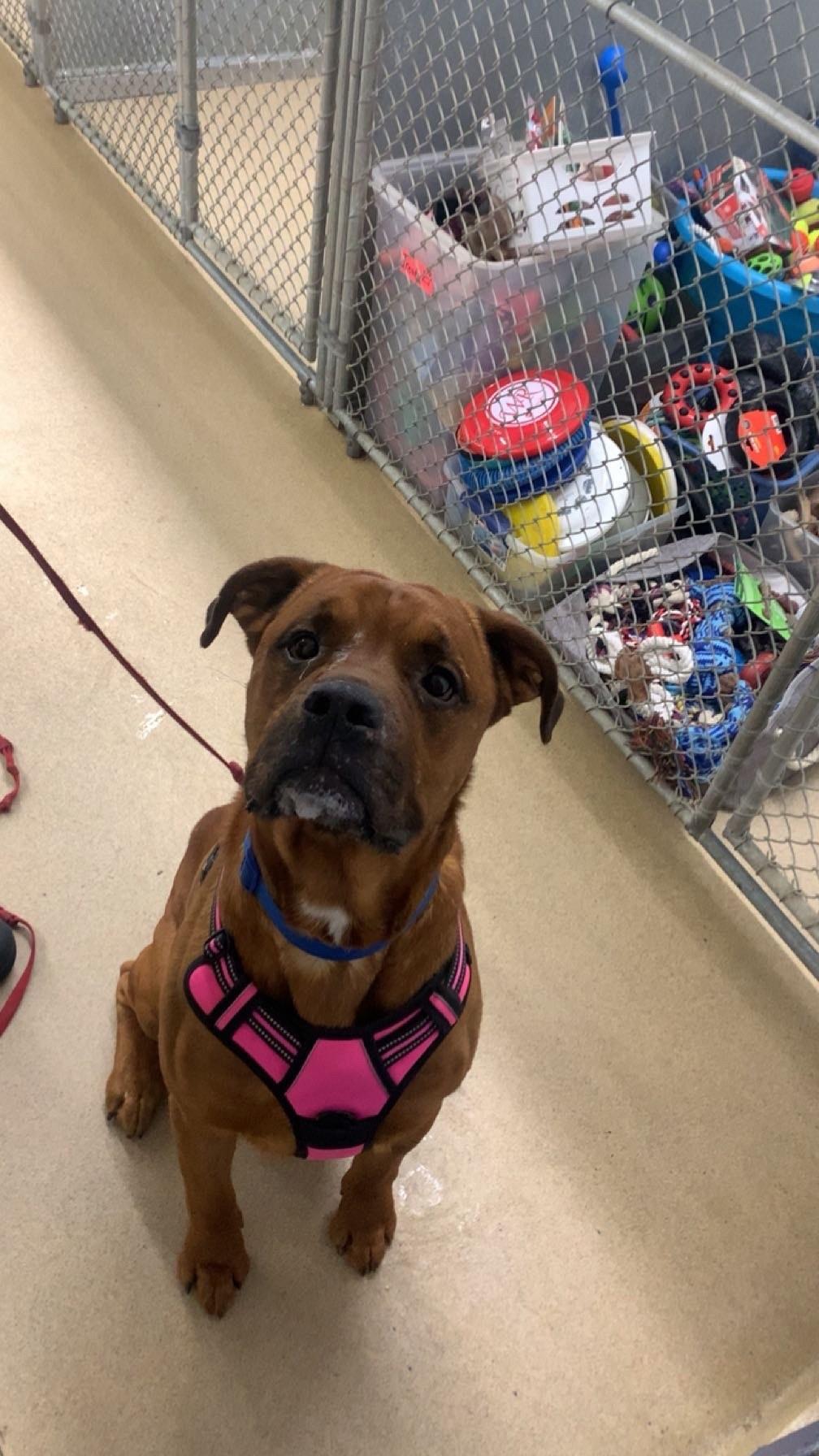 Enlarge Cedar, an adoptable mixed breed in Orleans, VT image 2/5