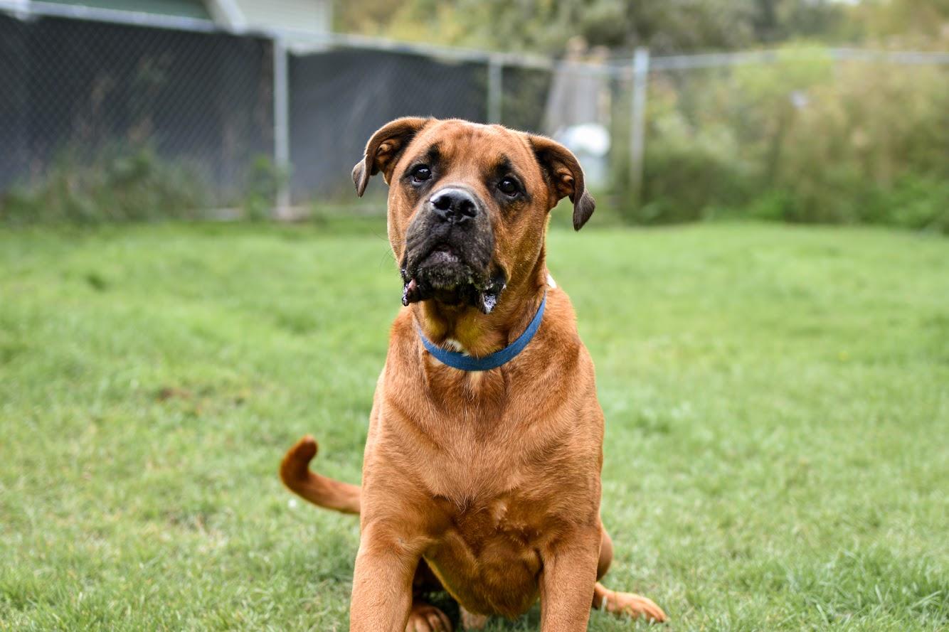 Enlarge Cedar, a Adoptable mixed breed in Orleans, VT image 2/6