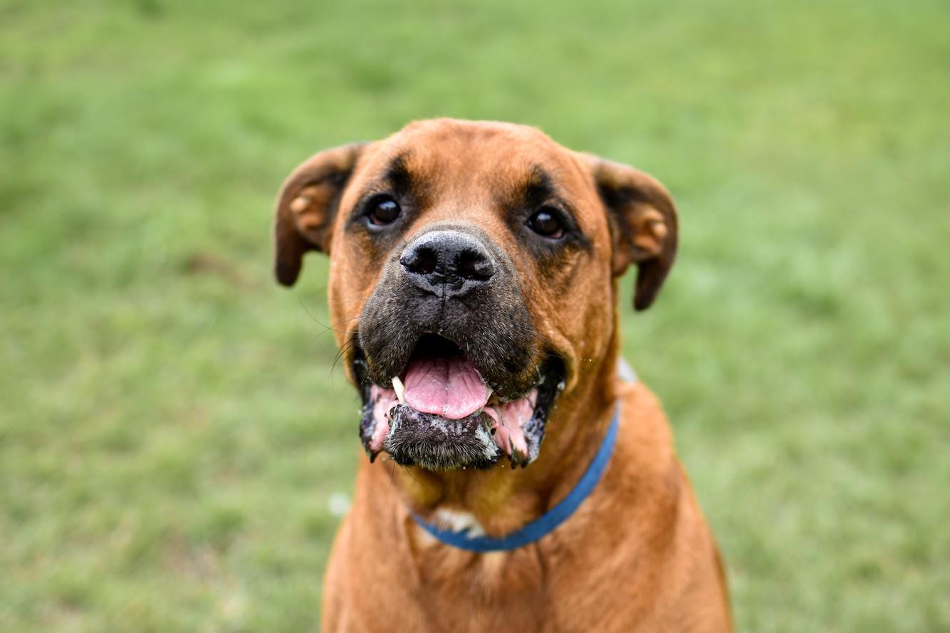 Enlarge Cedar, a Adoptable mixed breed in Orleans, VT image 1/6