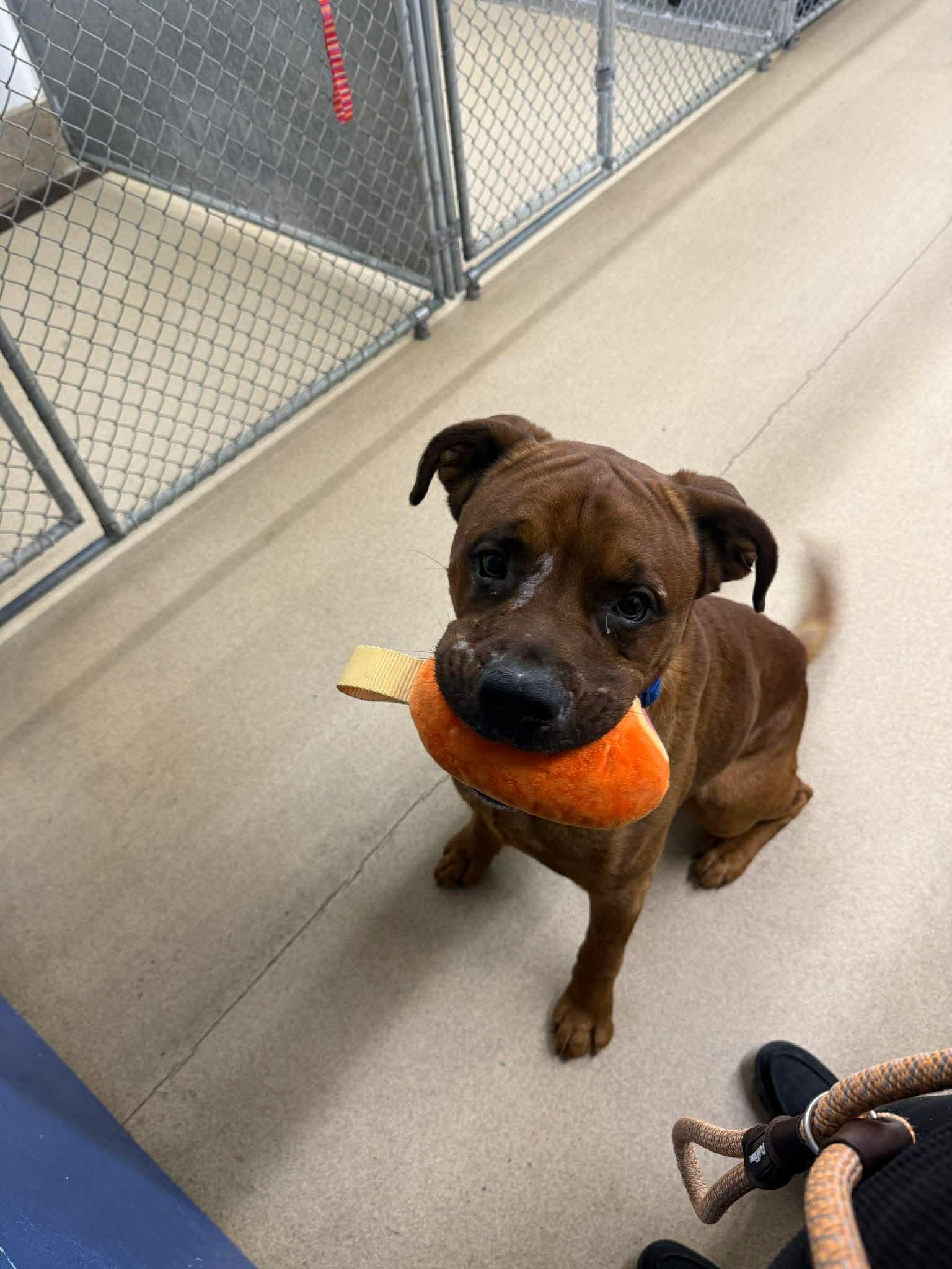 Enlarge Cedar, an adoptable mixed breed in Orleans, VT image 4/5