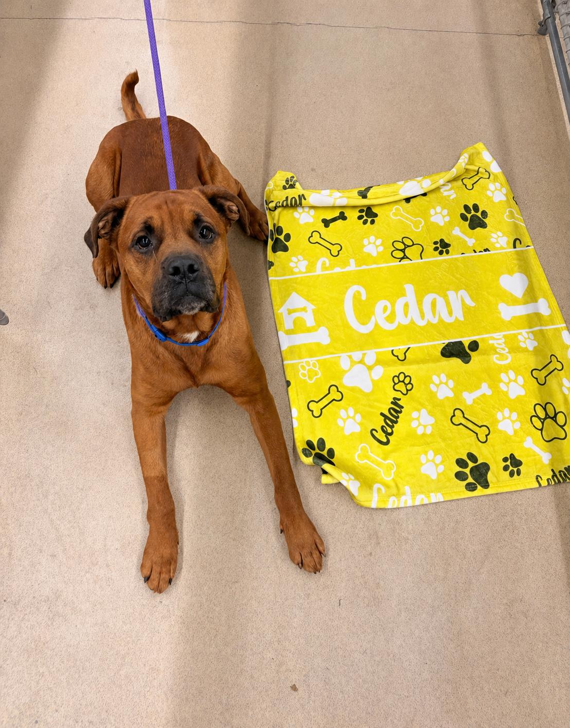 Enlarge Cedar, an adoptable mixed breed in Orleans, VT image 2/6