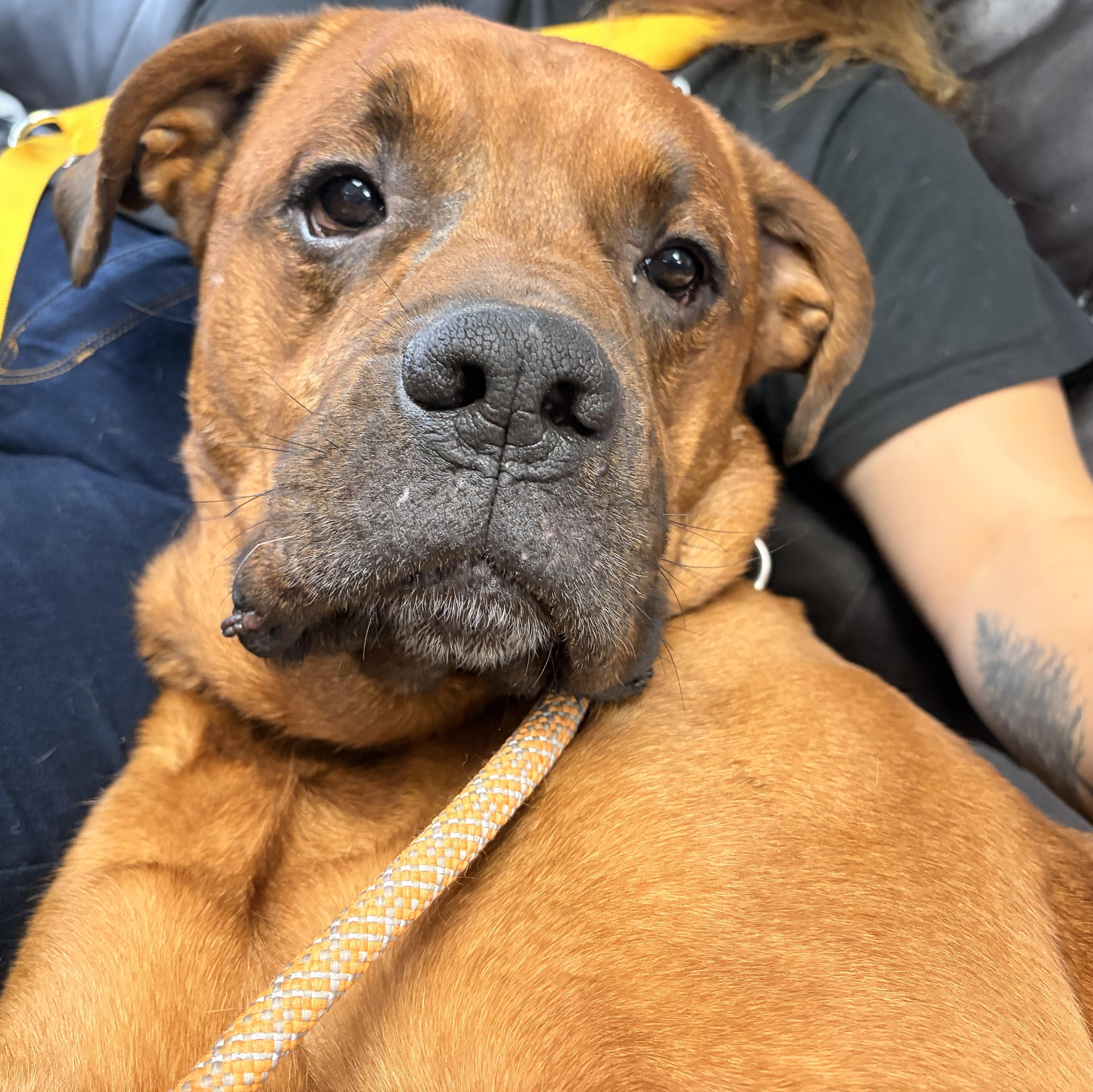 Enlarge Cedar, an adoptable mixed breed in Orleans, VT image 5/5