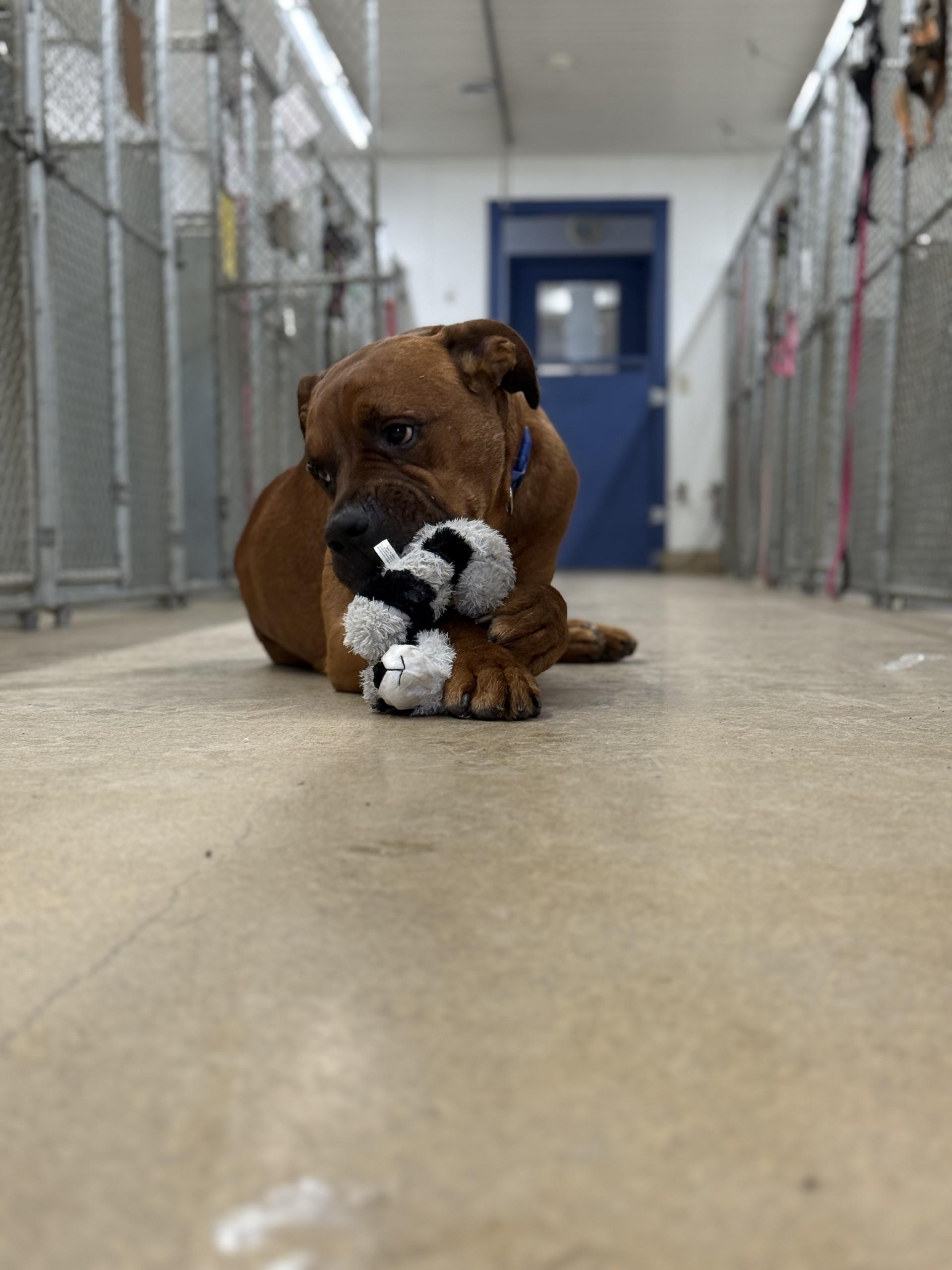 Enlarge Cedar, an adoptable mixed breed in Orleans, VT image 3/5