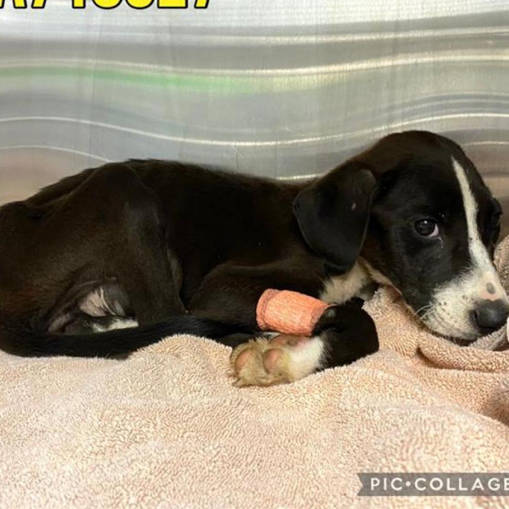Enlarge Freddie, a Adoptable mixed breed in Newton, MA image 2/2