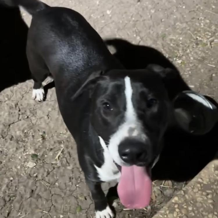 Enlarge Freddie, a Adoptable mixed breed in Newton, MA image 1/2