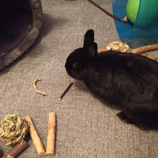 Gypsy, Adopted, Senior Female Netherland Dwarf & Dwarf.