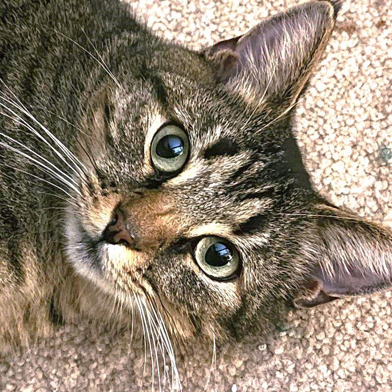 Enlarge Lea, a Adoptable Domestic Short Hair in Reston, VA image 2/3